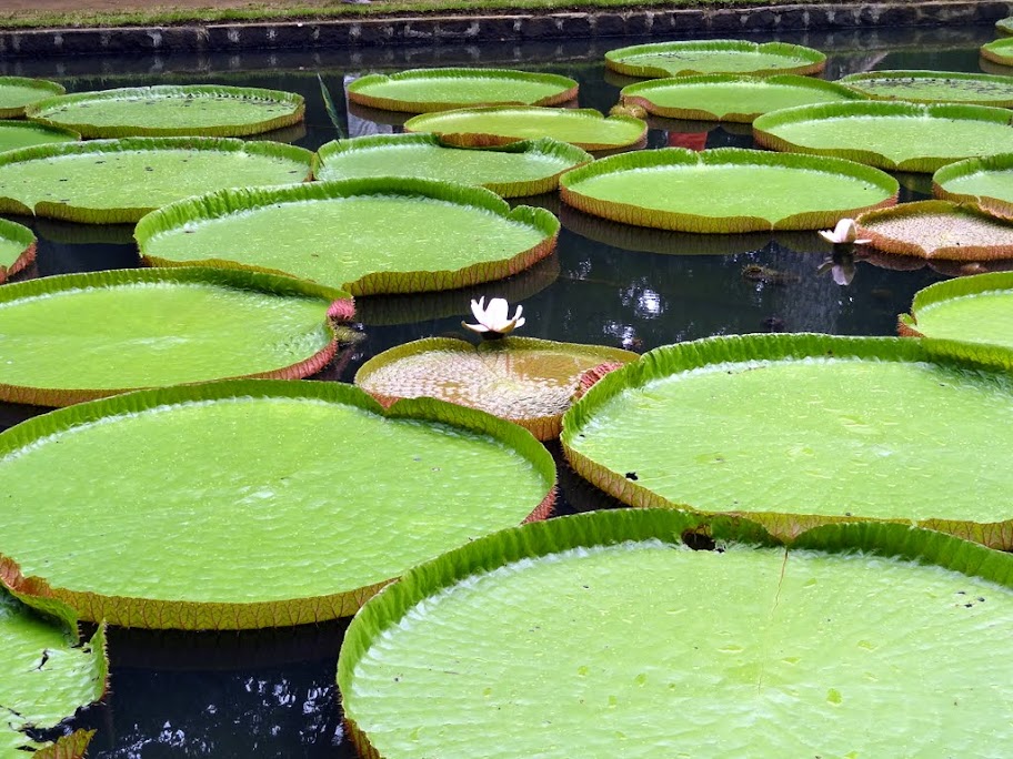 Costa neoRomantica: Сингапур,Малайзия,Таиланд, Шри-Ланка, Индия, Мальдивы,Сейшелы,Маврикий