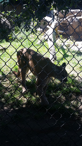 Zoo «Orange County Zoo», reviews and photos, 1 Irvine Park Rd, Orange, CA 92869, USA