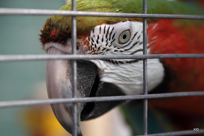 IMAGE: https://lh6.googleusercontent.com/-L6O9azR-pAE/TaJLlsU5fiI/AAAAAAAAS6E/AB37zTO2ItU/s700/IMG_2249.JPG