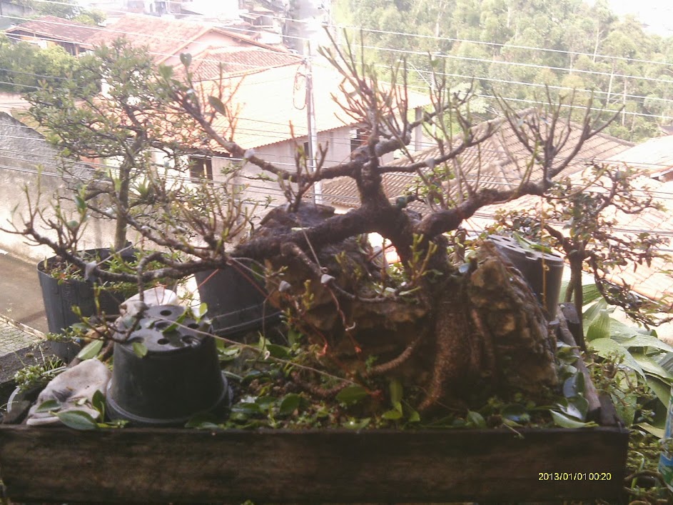 Ficus Microcarpa Tiger Bark pra reforma... IMAG0305
