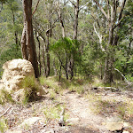 Termite mound north of rest area (364121)