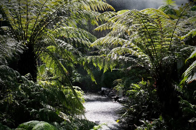 Brisbane Botanic Gardens