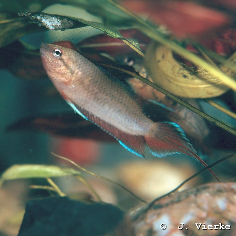 Roter Spitzschwanzmakropode Pseudosphromenus dayi
