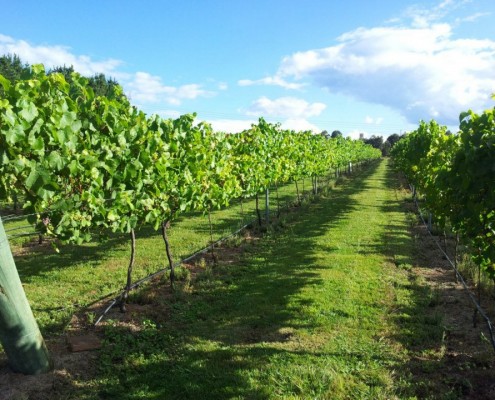 Sutton Forest Estate Wines