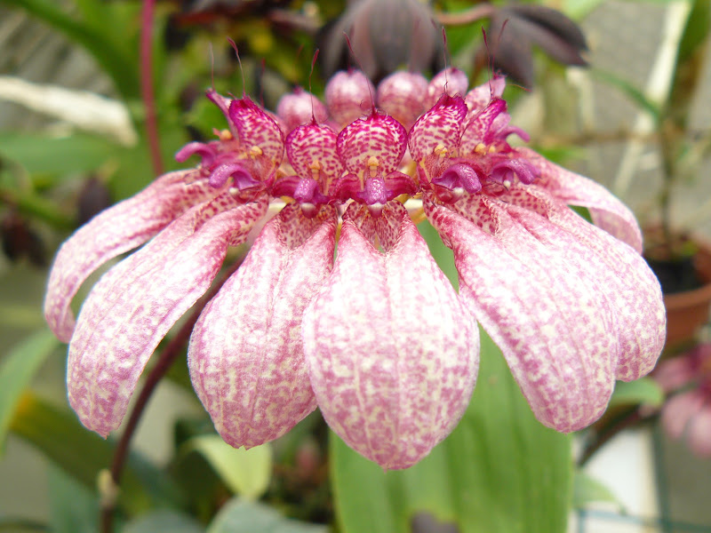 Bulbophyllum eberhardtii P1030383