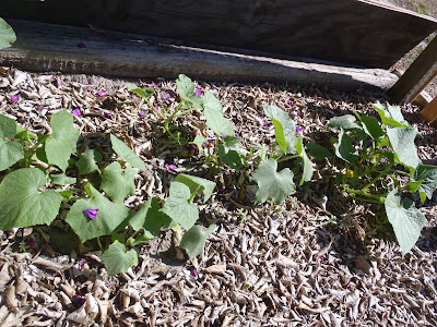 cucumbers