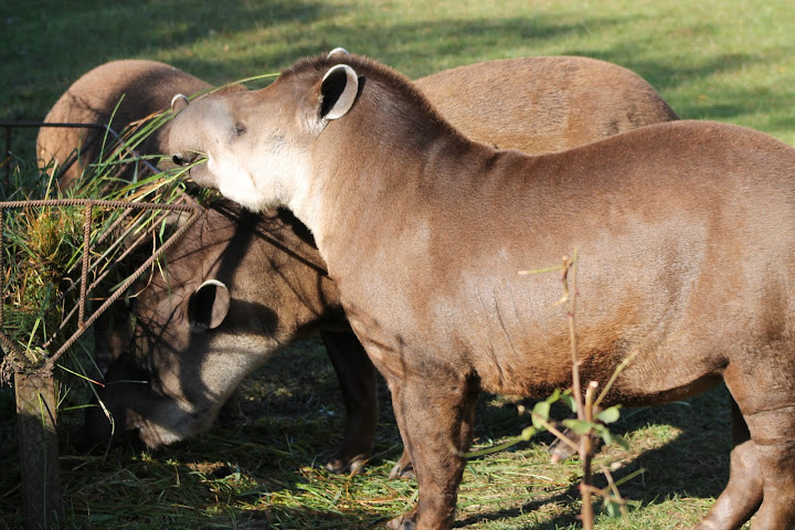 Tapiry przy śniadaniu