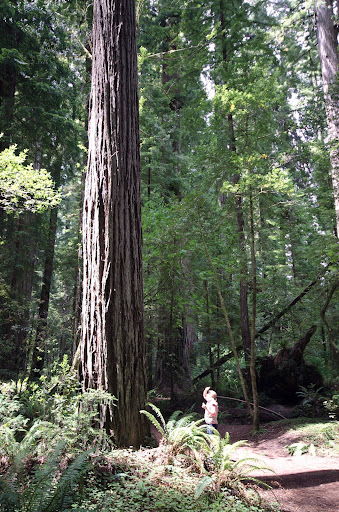 Stout Grove, Jedediah Smith State Park