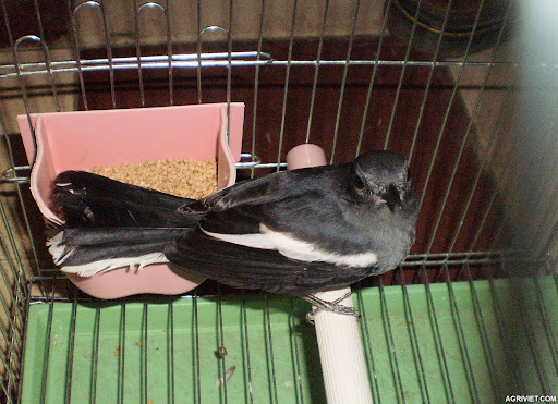 Cách nuôi Chích Chòe Than đơn giản cho người mê chim | Pet Mart