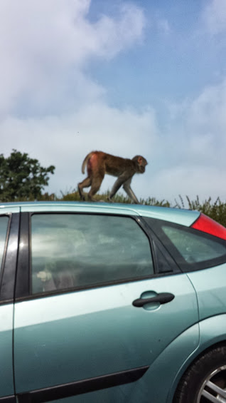 Monkeys climbing on cars during the Longleat Safari