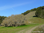 Bollinger Creek Loop Trail