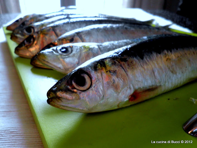 sadine fresche sadine fresche