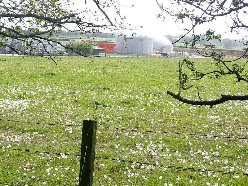 a field full of dandelions gone to seed