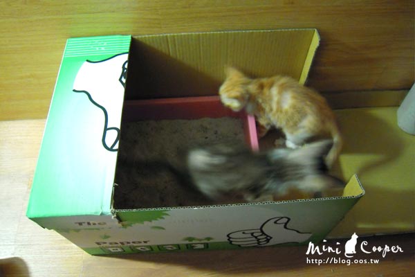 2cats ★ 第一次手工製作紙箱貓砂屋 Mini & Cooper