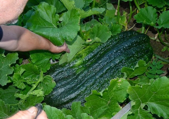 marrow.jpg