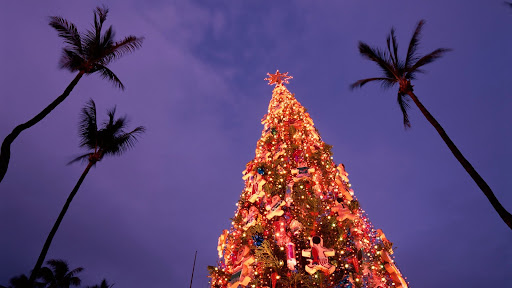 Christmas In Honolulu Oahu Hawaii Free Nature Pictures