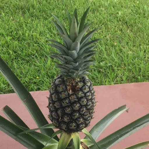 pineapple 