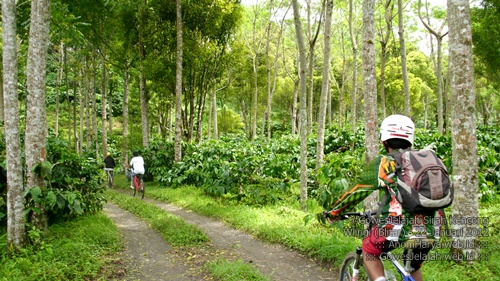 Kebun kopi di pinggir jalan menuju Sirah Kencong.