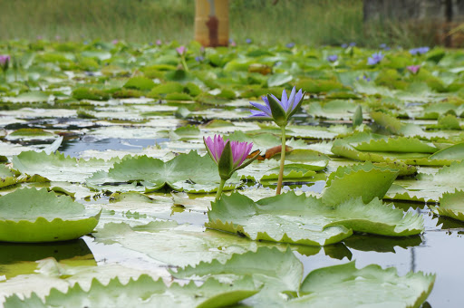 La Brea Pitch Lake