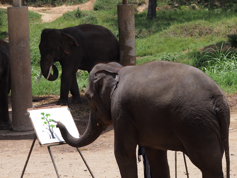 Por Tierras de Siam - Blogs de Tailandia - Chiang Mai - Tiger Kingdom / Maetaeng Elephant Park/ Wat Doi Suthep (14)