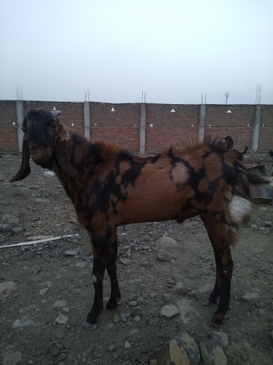 vidarbha goat farms, 29, Priyadarshani Nagar, NIT Lay out, Sainath Nagar, Trimurtee Nagar, Nagpur, Maharashtra 440022, India, Farm, state MH