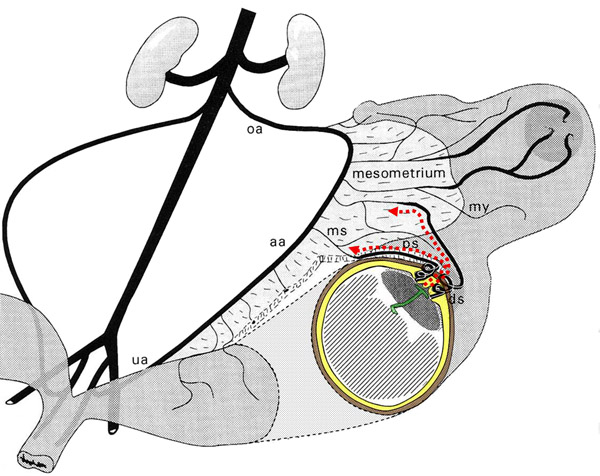 Figure 15: Schematic, largely true-to-scale representation of the guinea pig uterus and its arterial supply near term.