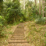 Timber steps leaving the Gap Creek picnic area in the Watagans (323198)