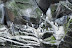 Common guillemots and razorbills