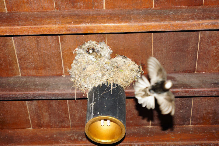 Шри-Ланка: на машине 1 100 км,  фото без комментариев, март-апрель 2013г.