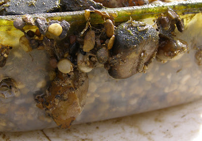 Rocks attached to the out-side edge of an experimental tray with caddisfly silk after removal from the River Soar after 21 days. Trays are 5 cm deep.
