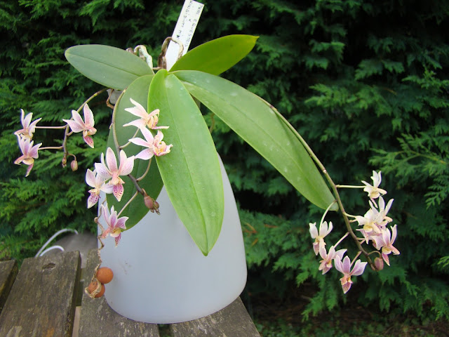 Phalaenopsis Donna's Delight DSC09531