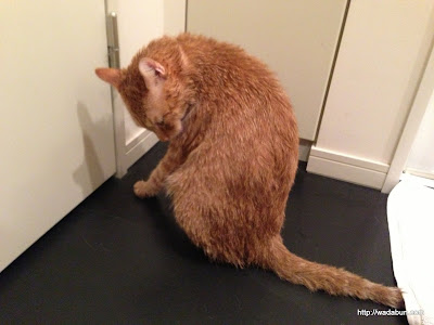 √完了しました！ 猫 仲間 意識 224380