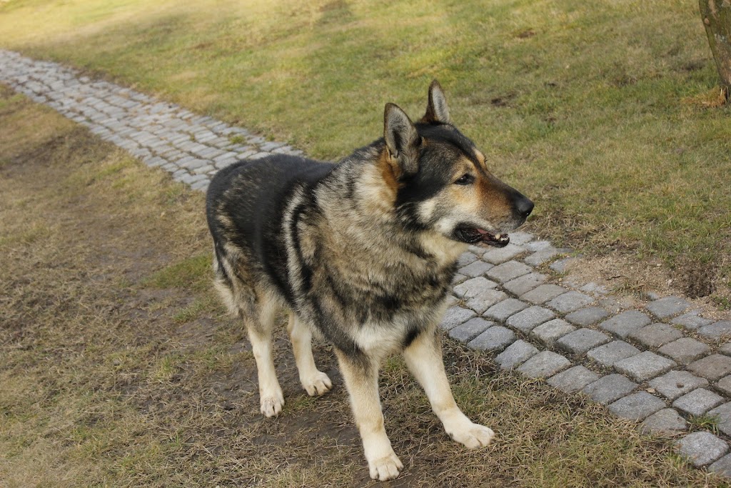 Obrázek
