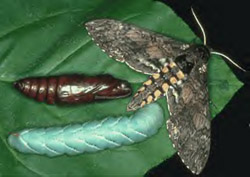 Symbolism For Moths Image