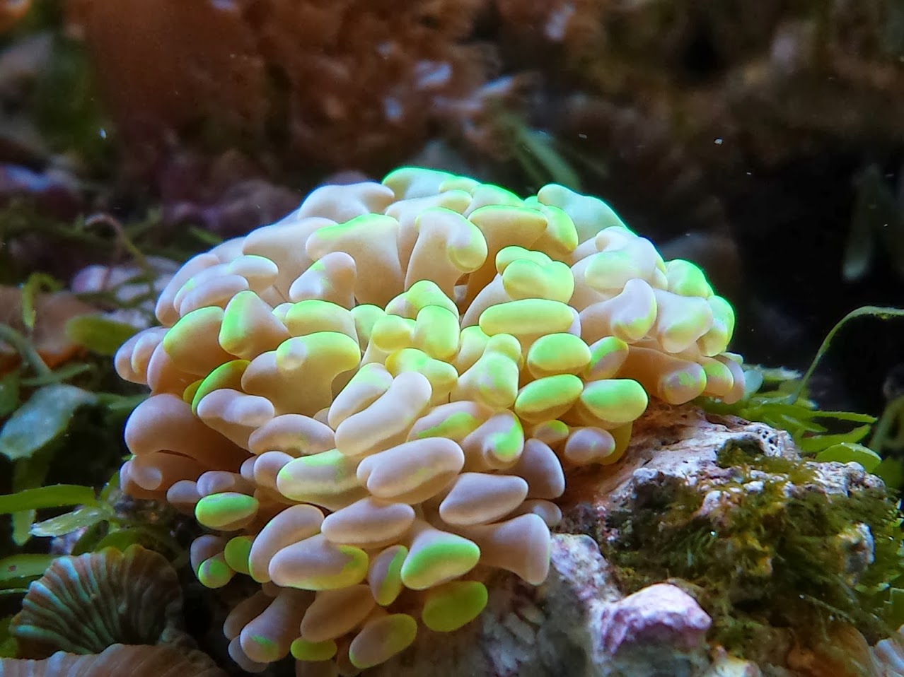 Nos coraux Durs 20140201_144458