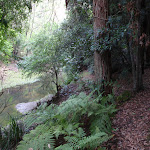 Gibbergong following Cockle Creek (117598)