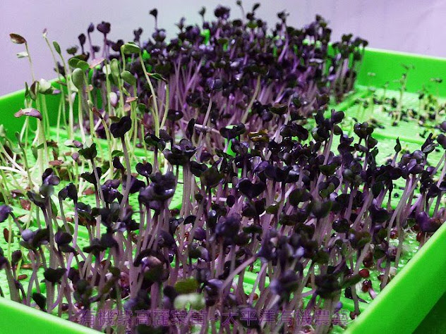 有機紫高麗芽苗