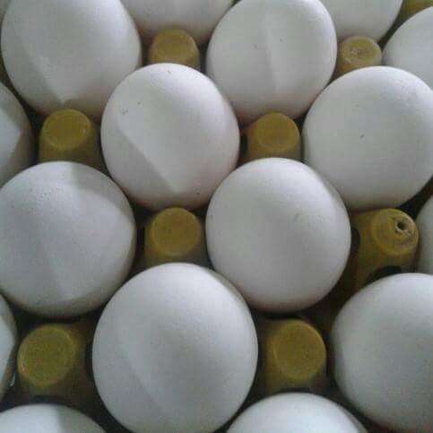 Kohinoor Eggs Dealer, 124, 125, Somwar Peth, Solapur, Maharashtra, India, Egg_Supplier, state MH