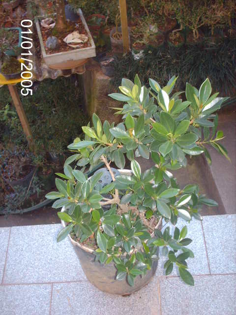 Ficus Microcarpa var. Green Island... PICT1570