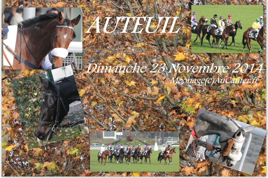 Photos Auteuil 23-11-2014  3%2520-%2520Prix%2520Fifrelet
