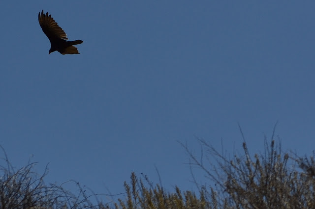 turkey vulture over the hill