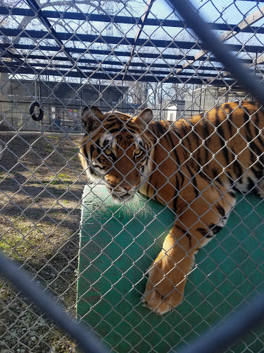 Wildlife Rescue Service «In-Sync Exotics», reviews and photos, 3430 Skyview Dr, Wylie, TX 75098, USA