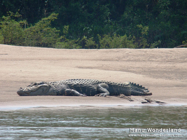 Questões e Fatos sobre Crocodilianos gigantes: Transferência de debate da comunidade Conflitos Selvagens.  - Página 3 Grande