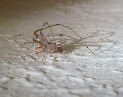 very thin translucent spider california very thin translucent spider california