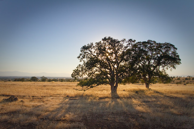 tree, landscape, wide angle, grass, hills, sunset, shadows