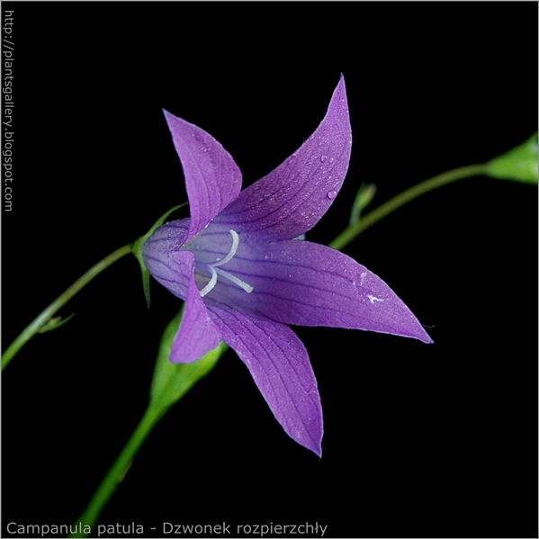 Campanula patula flower - Dzwonek rozpierzchły kwiat