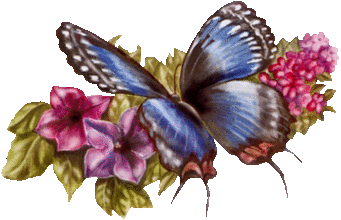 bluebtfly_pinkflws.gif