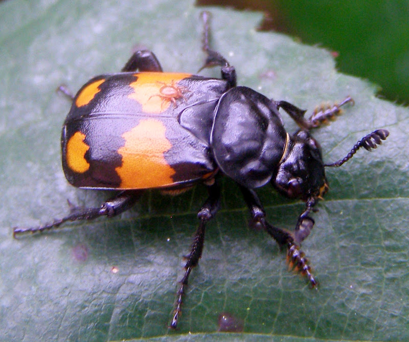 Burying Beetle - Life and Opinions - Life and Opinions