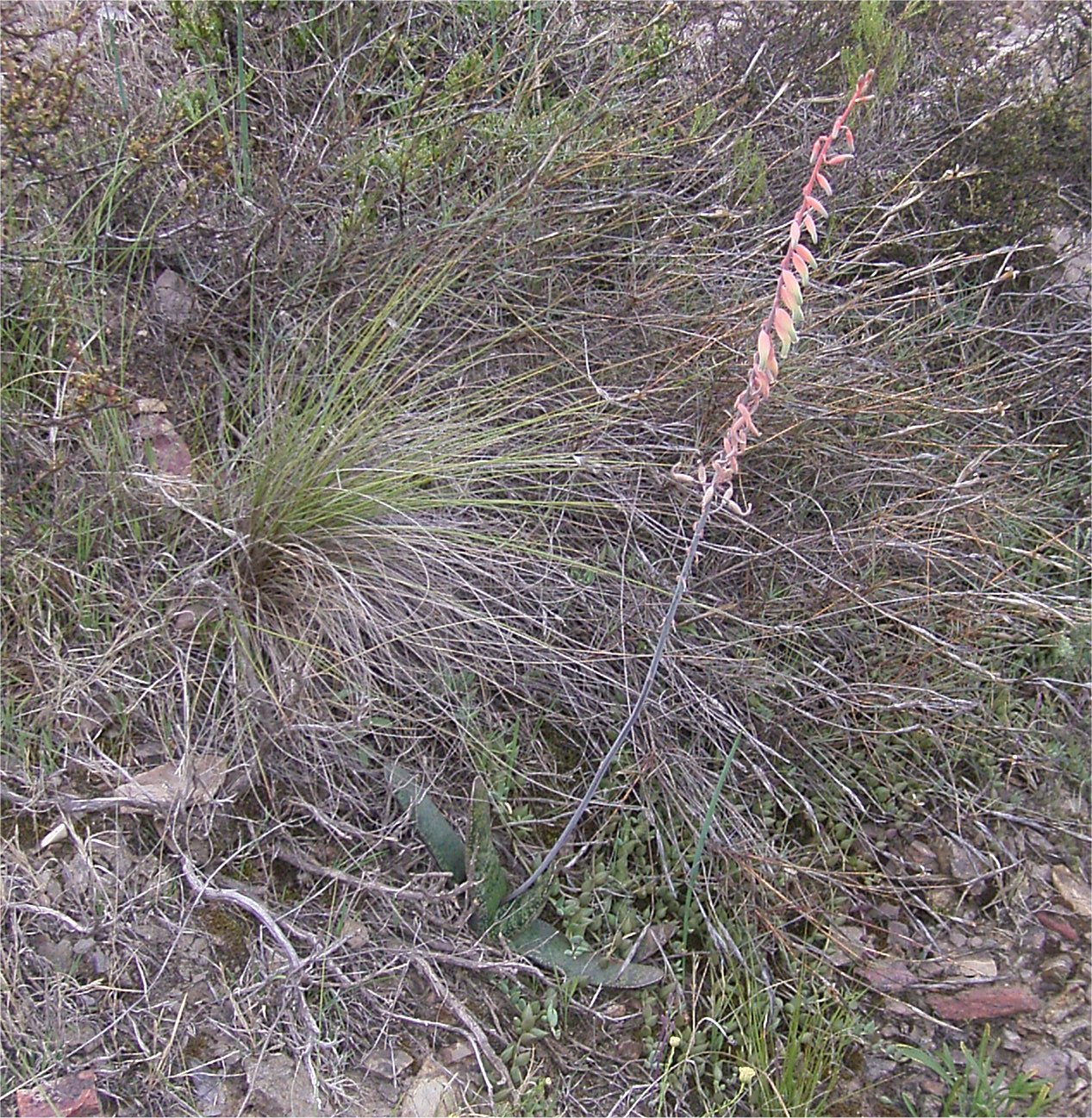 https://desert-plants-images.blogspot.com/2011/03/gasteria-brachyphylla-var-brachyphylla.html