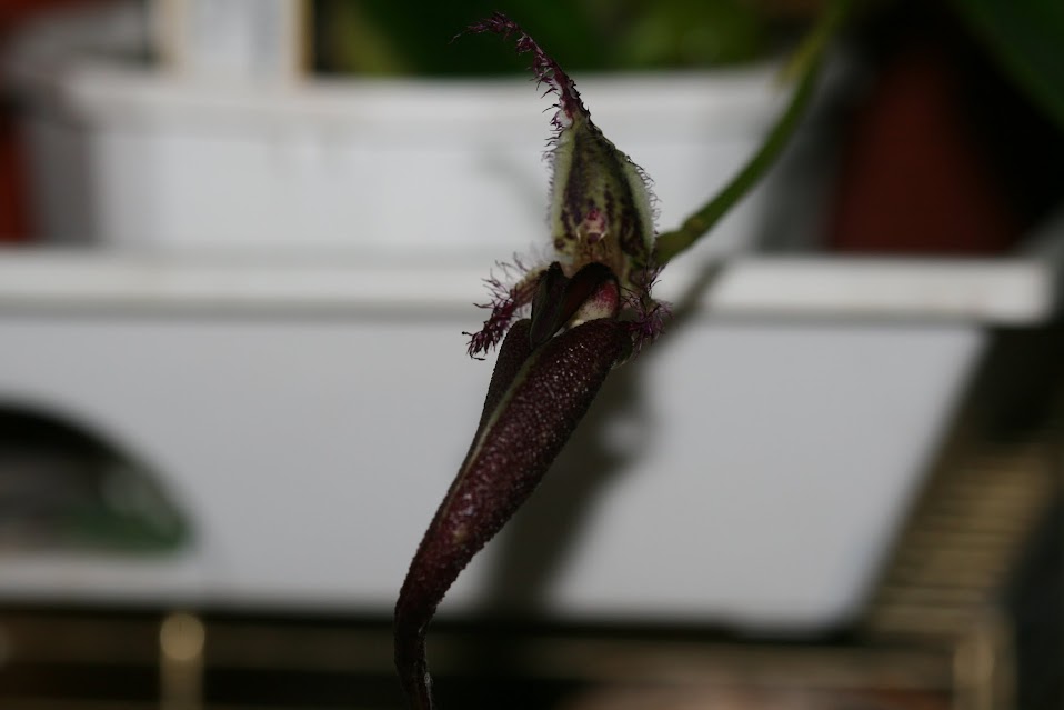 Bulbophyllum fascinator IMG_2507